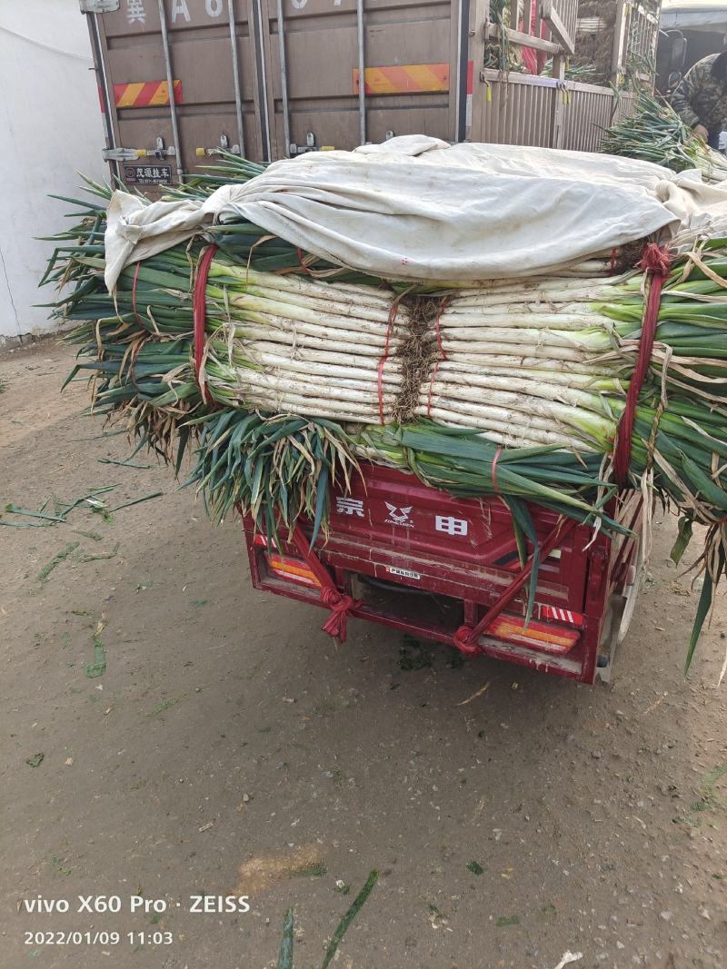 山东滕州大葱大量供应中