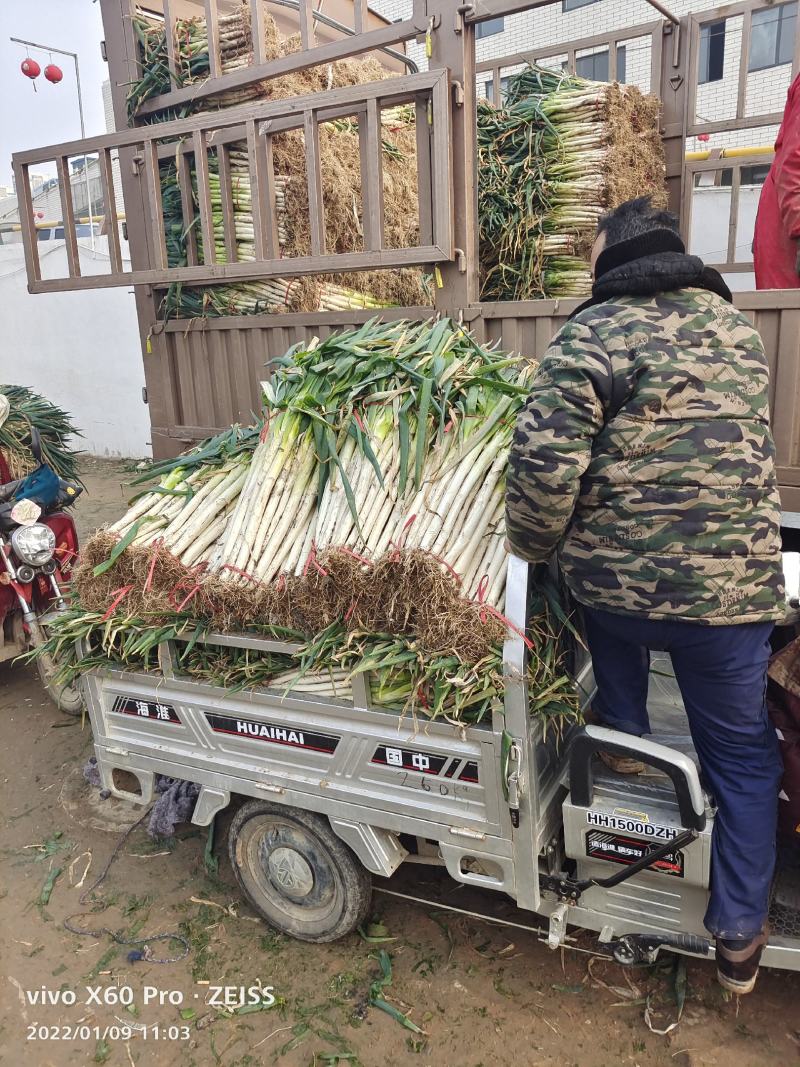山东滕州大葱大量供应中