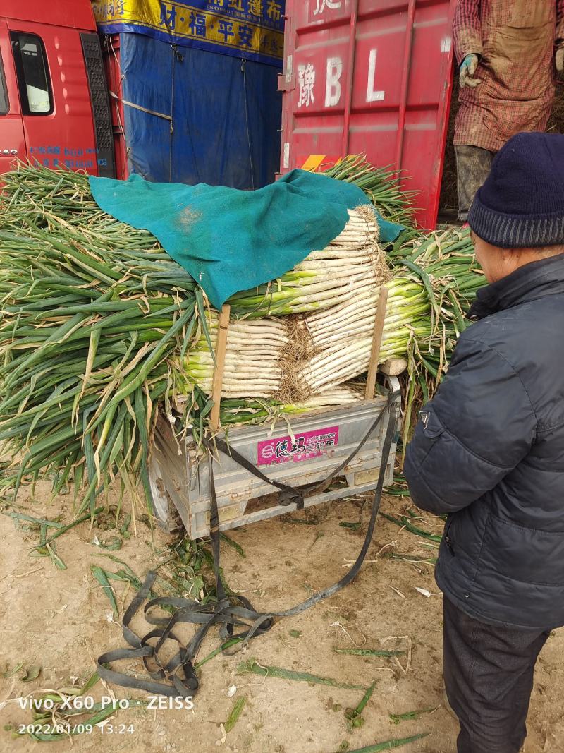 山东滕州大葱大量供应中