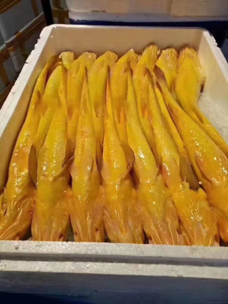 大黄鱼1斤起批条冻鱼，一斤左右，活鱼制作一手货源