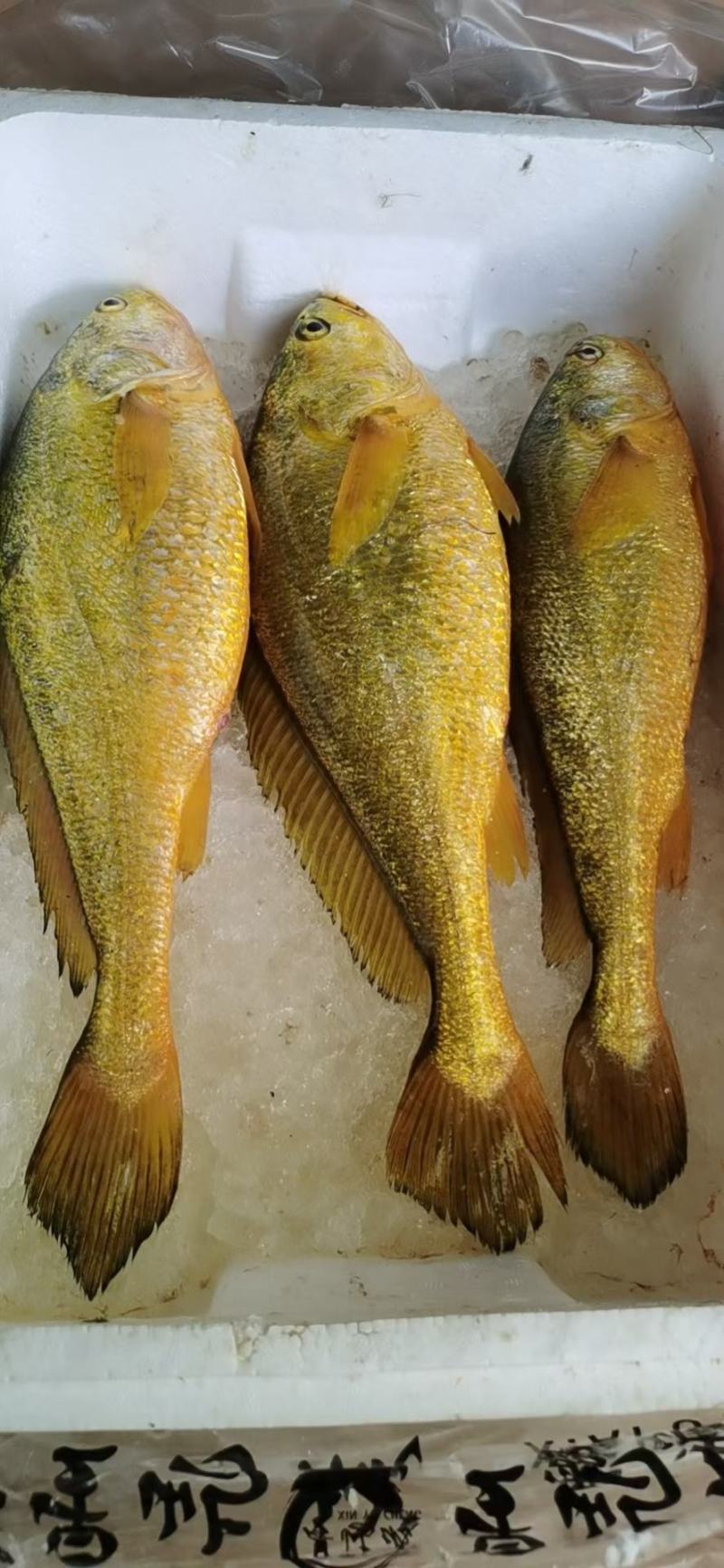 大黄鱼1斤起批条冻鱼，一斤左右，活鱼制作一手货源