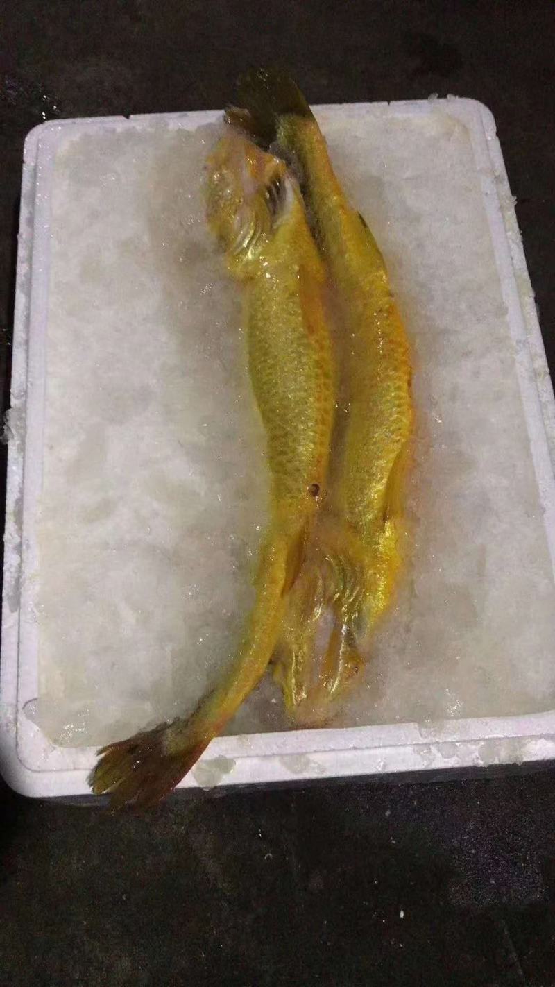 大黄鱼1斤起批条冻鱼，一斤左右，活鱼制作一手货源
