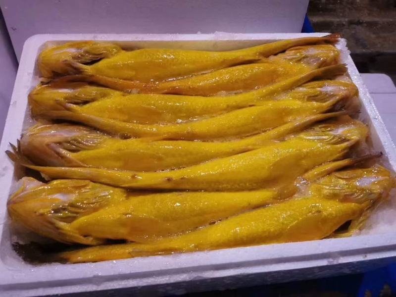 大黄鱼1斤起批条冻鱼，一斤左右，活鱼制作一手货源