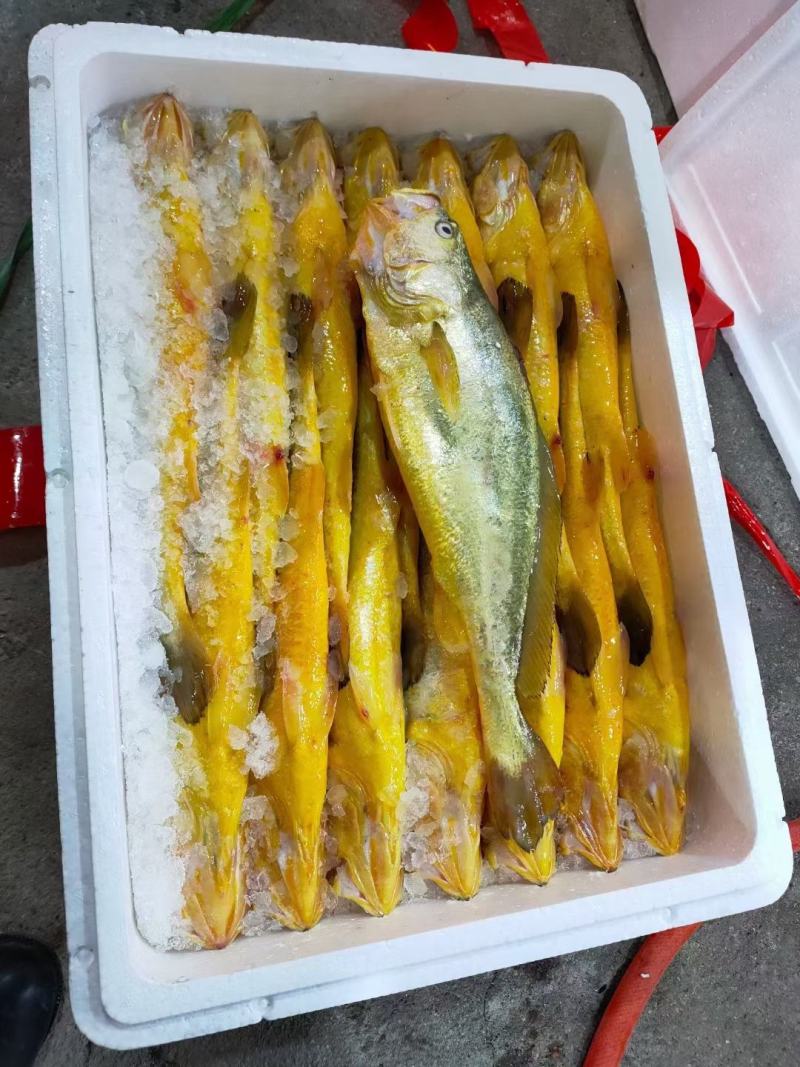 大黄鱼1斤起批条冻鱼，一斤左右，活鱼制作一手货源