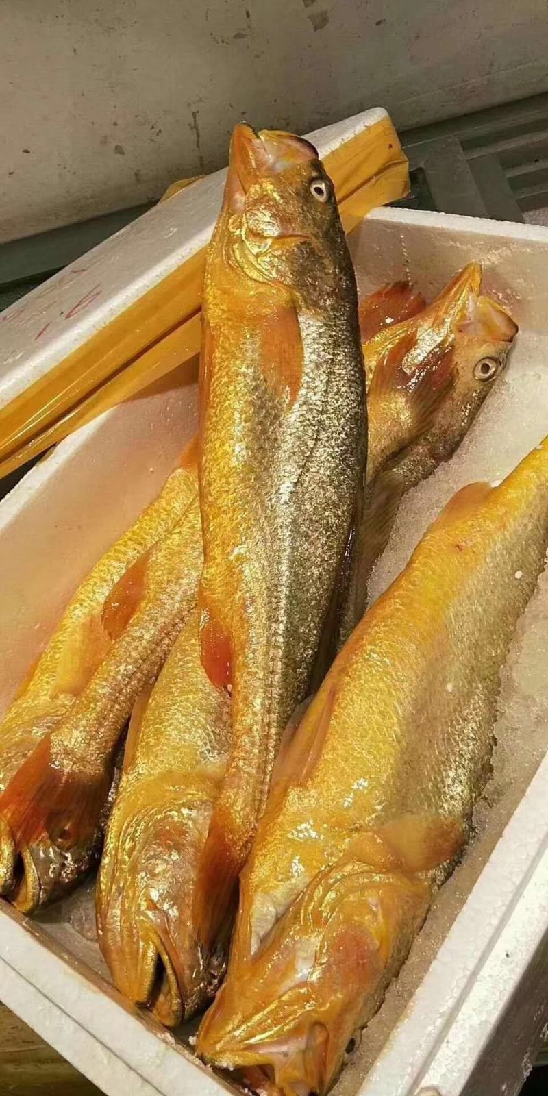 大黄鱼1斤起批条冻鱼，一斤左右，活鱼制作一手货源
