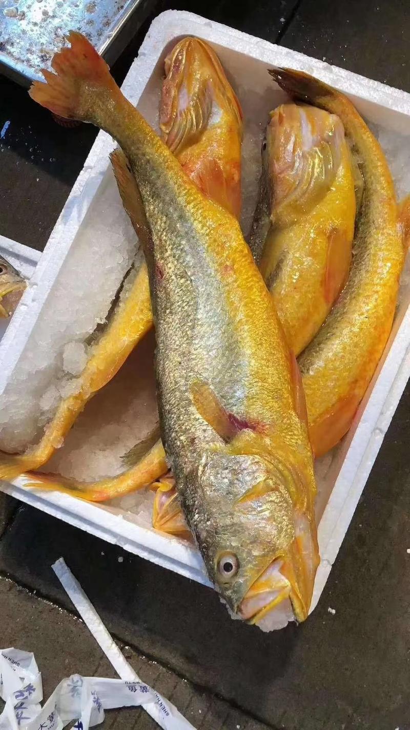 大黄鱼1斤起批条冻鱼，一斤左右，活鱼制作一手货源