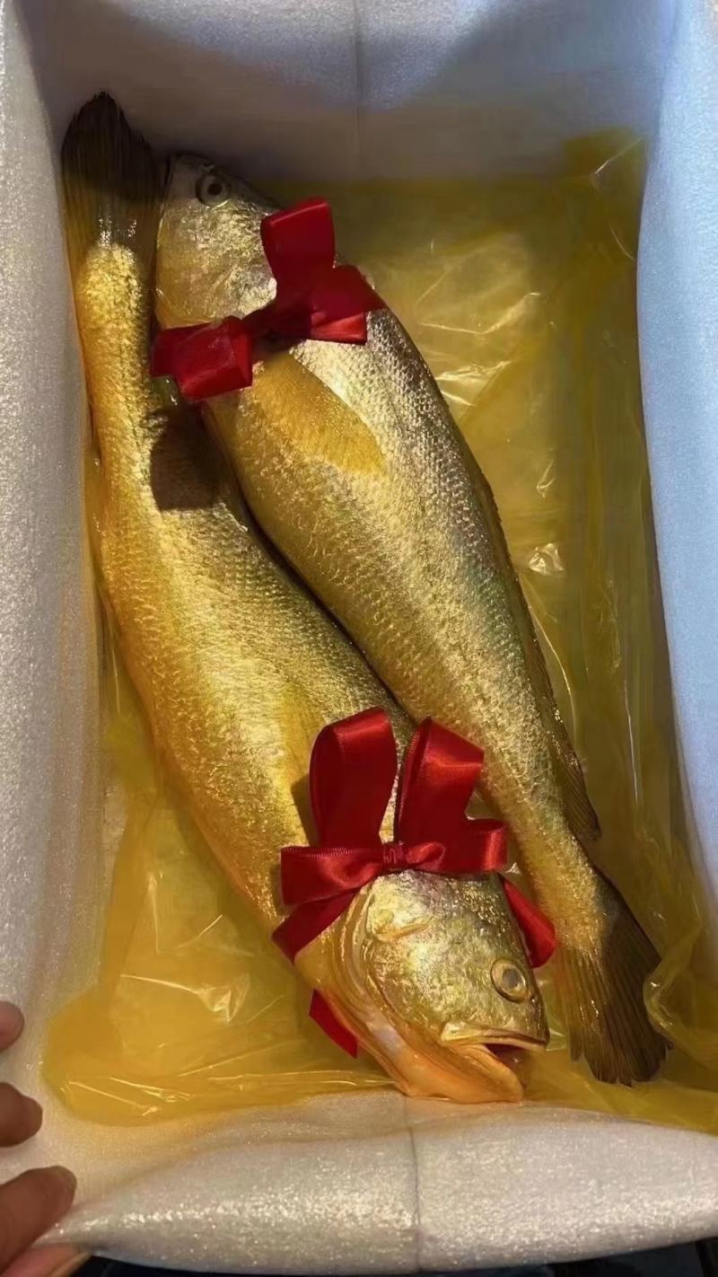 大黄鱼1斤起批条冻鱼，一斤左右，活鱼制作一手货源