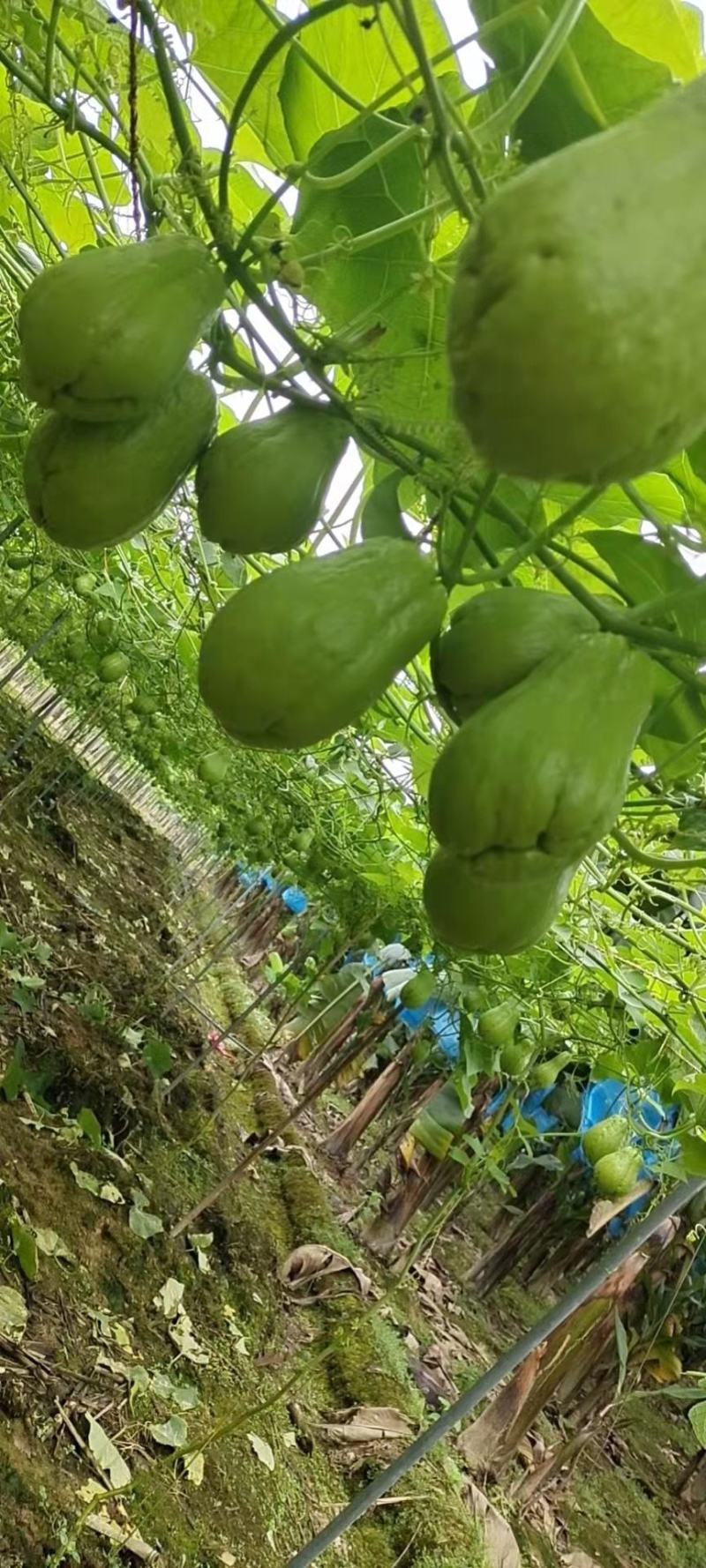 佛手瓜