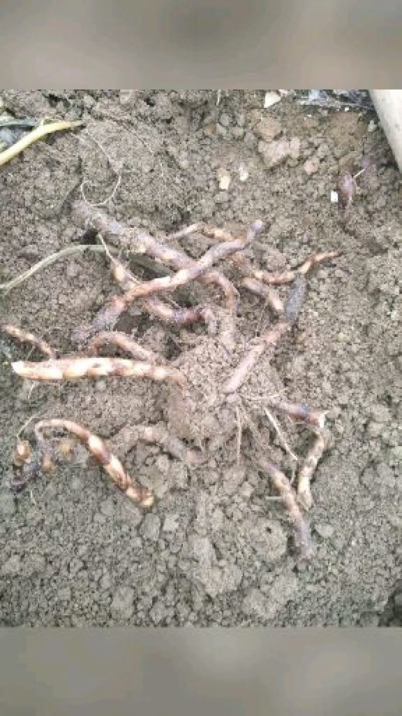 鄂蘑1号(杂品种适应性强，管理简单，不死，抗热热病等，