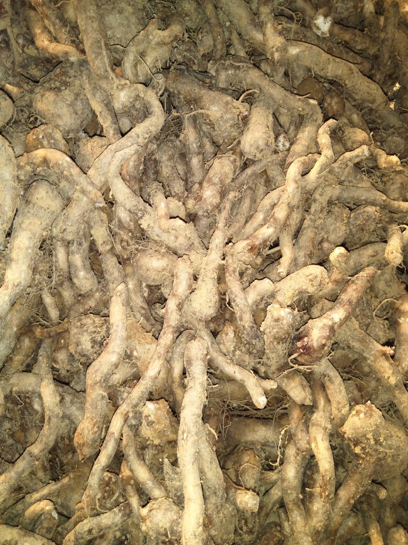 鄂蘑1号(杂品种适应性强，管理简单，不死，抗热热病等，