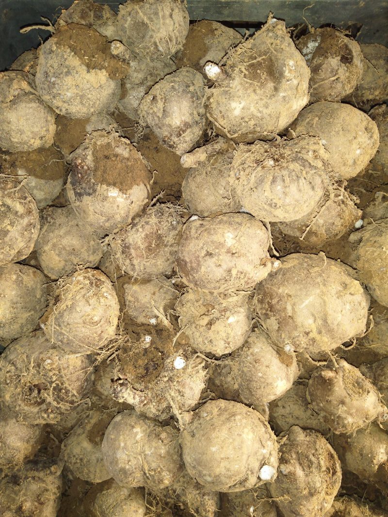 鄂蘑1号(杂品种适应性强，管理简单，不死，抗热热病等，