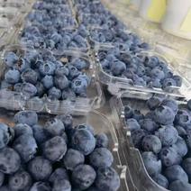 蓝莓全年大量供应全国～全国几小时到货各类水果供应