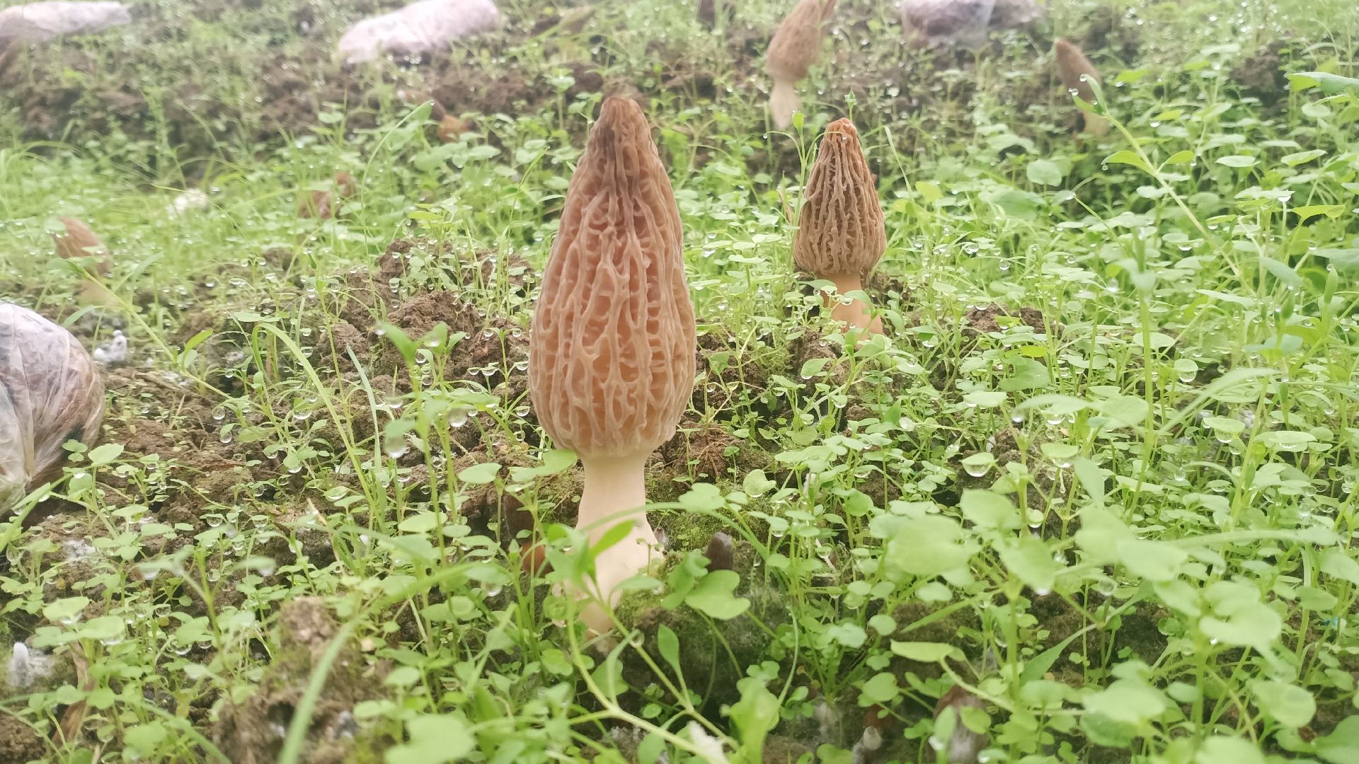 波西米亚钟菌（Verpa bohemica）特写：浅褐色钟形菌盖自然下垂，表面布满纵向浅沟纹，菌柄细长洁白、中空，整体高度约8–12 cm；背景为湿润腐叶林地，晨雾未散，凸显其与羊肚菌网状结构的本质差异