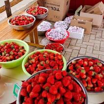 草莓全年供货全国可当天到货平合盒巧克力红颜蒙特瑞