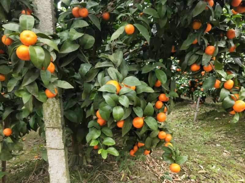 好货沙糖桔，便宜卖了
