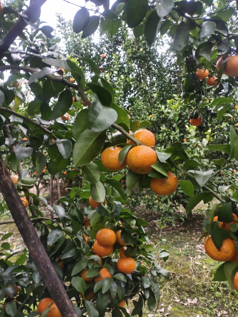 好货沙糖桔，便宜卖了