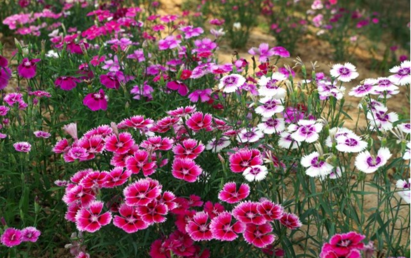 野花组合种子多年生四季开花不断花海庭院景观绿化园艺花卉