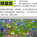 野花组合种子多年生四季开花不断花海庭院景观绿化园艺花卉