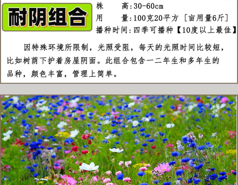 野花组合种子多年生四季开花不断花海庭院景观绿化园艺花卉