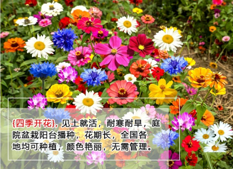 野花组合种子多年生四季开花不断花海庭院景观绿化园艺花卉