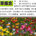 野花组合种子多年生四季开花不断花海庭院景观绿化园艺花卉