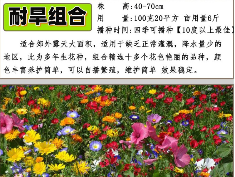 野花组合种子多年生四季开花不断花海庭院景观绿化园艺花卉