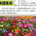 野花组合种子多年生四季开花不断花海庭院景观绿化园艺花卉