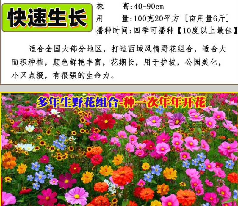 野花组合种子多年生四季开花不断花海庭院景观绿化园艺花卉