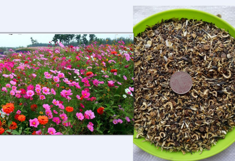 野花组合种子多年生四季开花不断花海庭院景观绿化园艺花卉