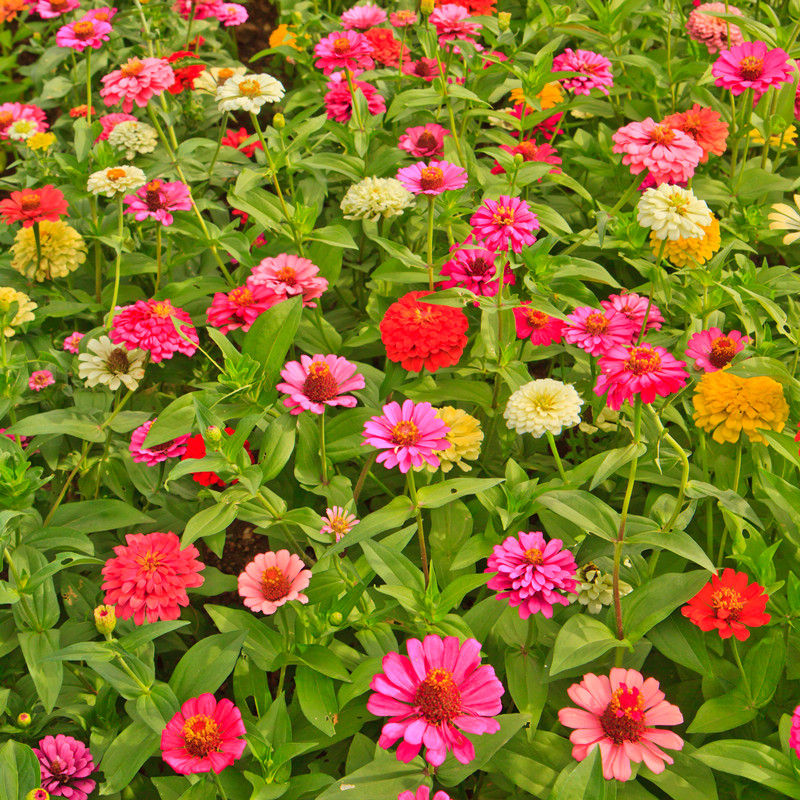 野花组合种子多年生四季开花不断花海庭院景观绿化园艺花卉