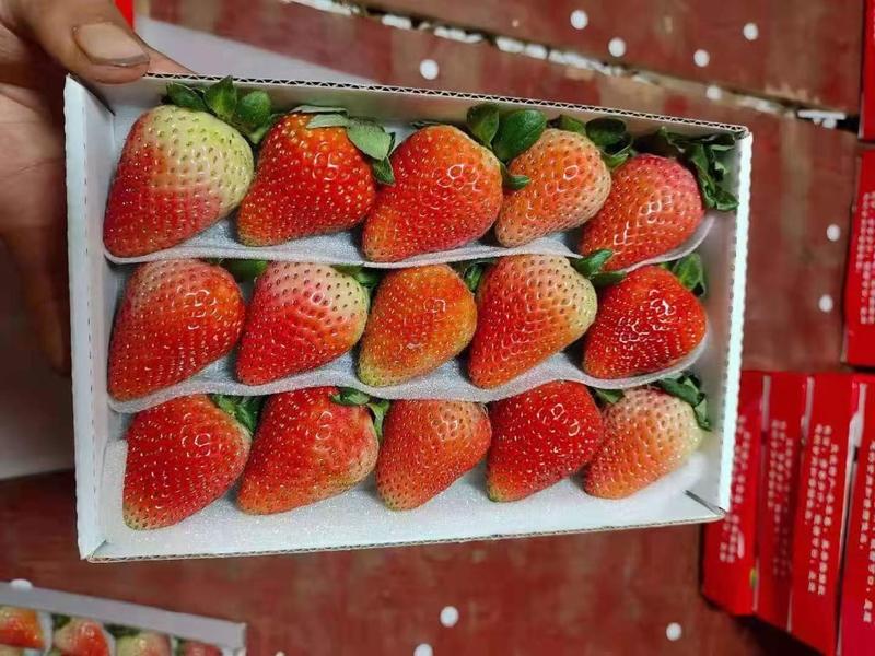 草莓全年供货全国可当天到货平合盒巧克力红颜蒙特瑞