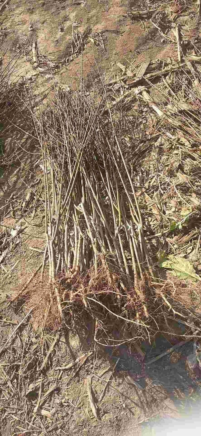 红叶碧桃小苗，龙柱，菊花，满天红，等各种小苗，