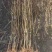 红叶碧桃小苗，龙柱，菊花，满天红，等各种小苗，