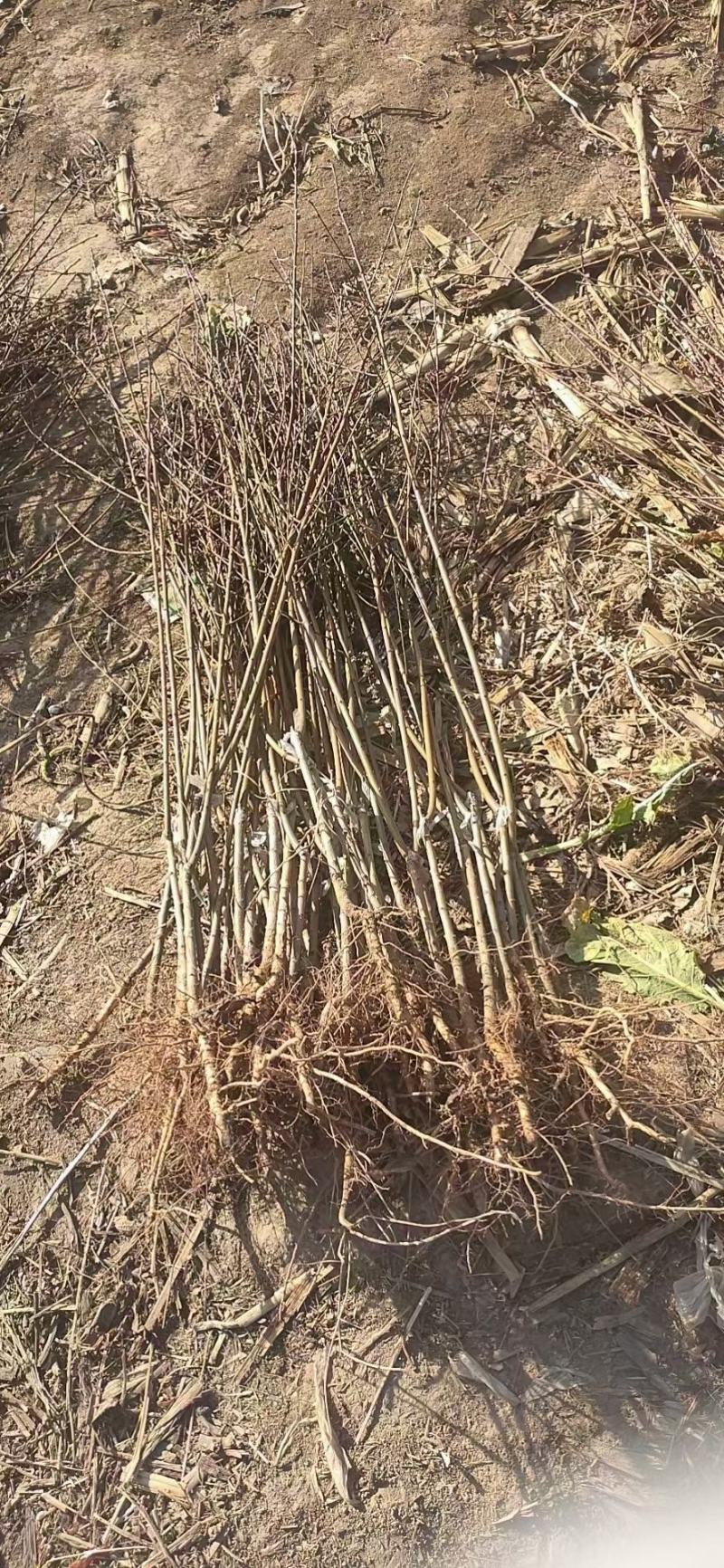 红叶碧桃小苗，龙柱，菊花，满天红，等各种小苗，