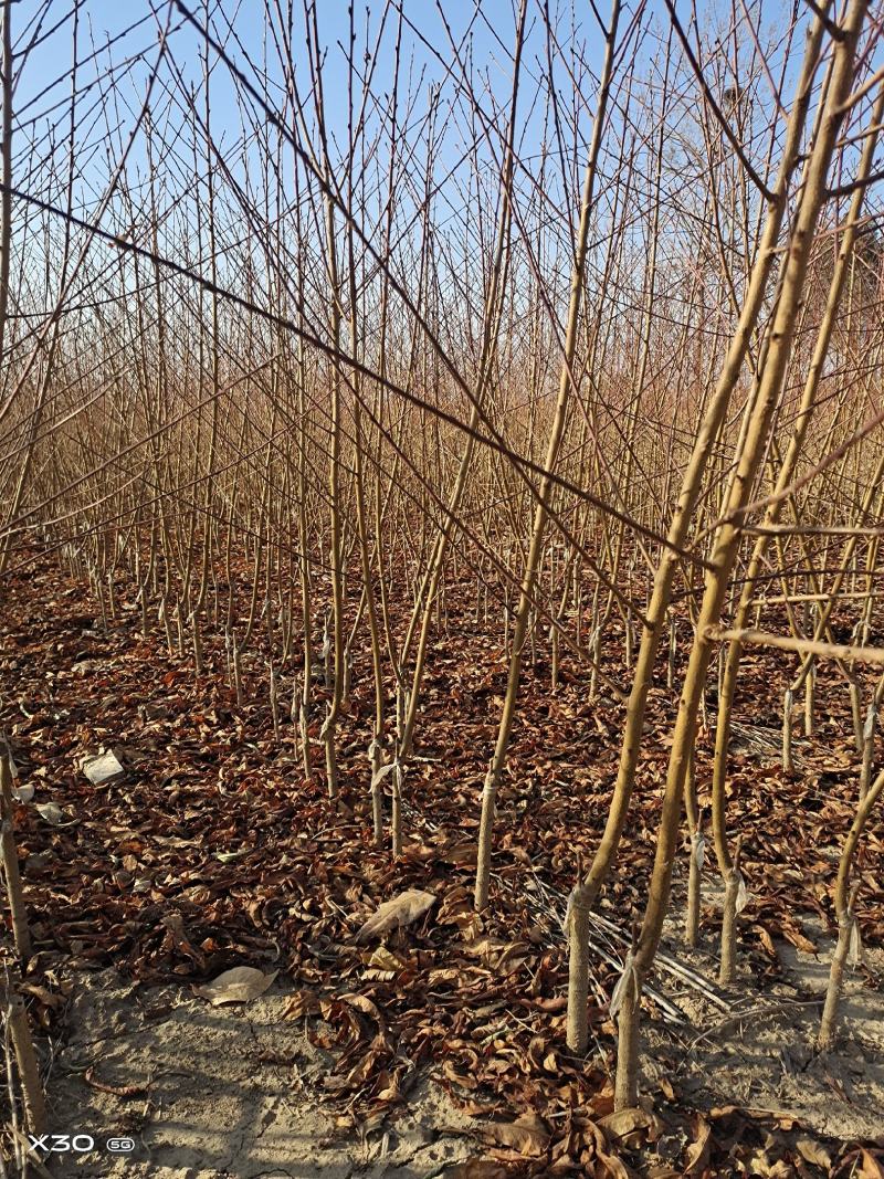 红叶碧桃小苗，龙柱，菊花，满天红，等各种小苗，