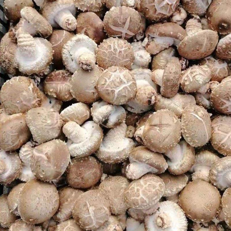 湖北十堰精品花菇鲜香菇一手货源基地直发货量充足