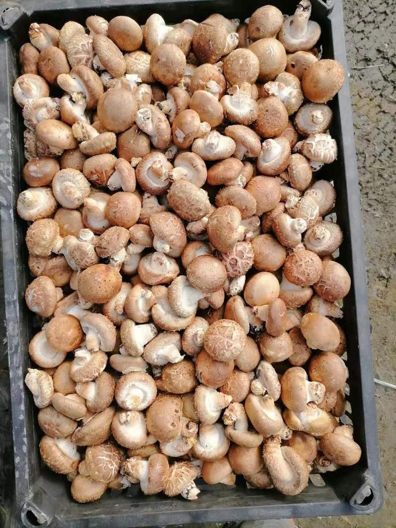 湖北十堰精品花菇鲜香菇一手货源基地直发货量充足