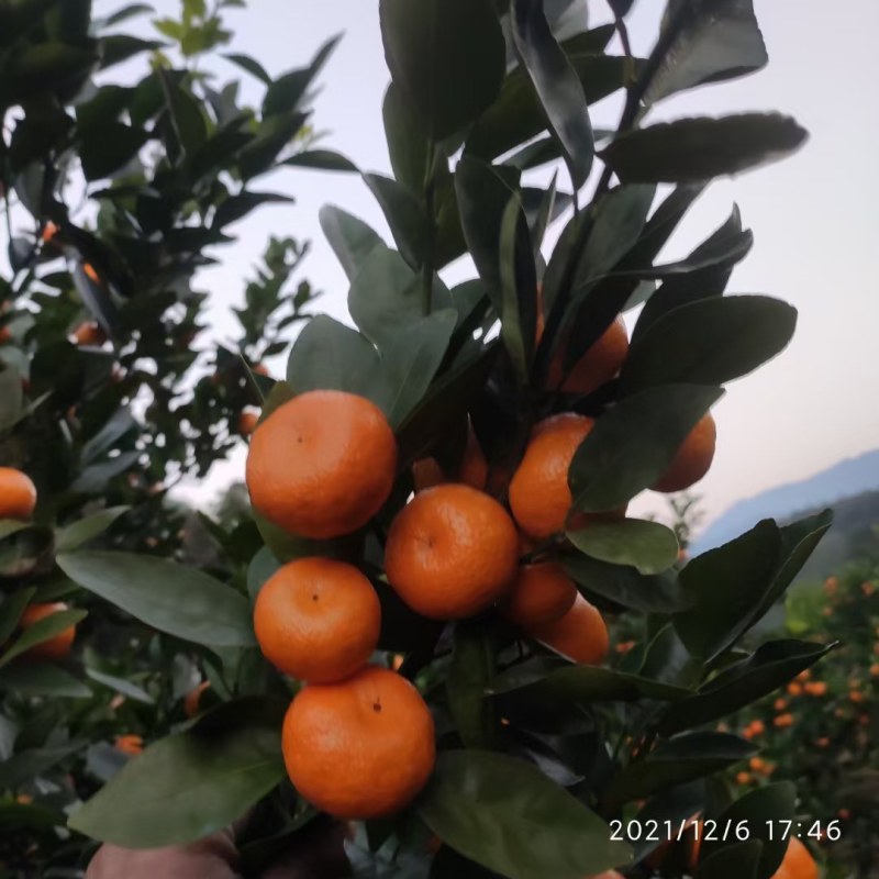 好的默科特，便宜卖了，1块2，好货