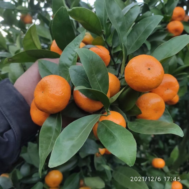 好的默科特，便宜卖了，1块2，好货