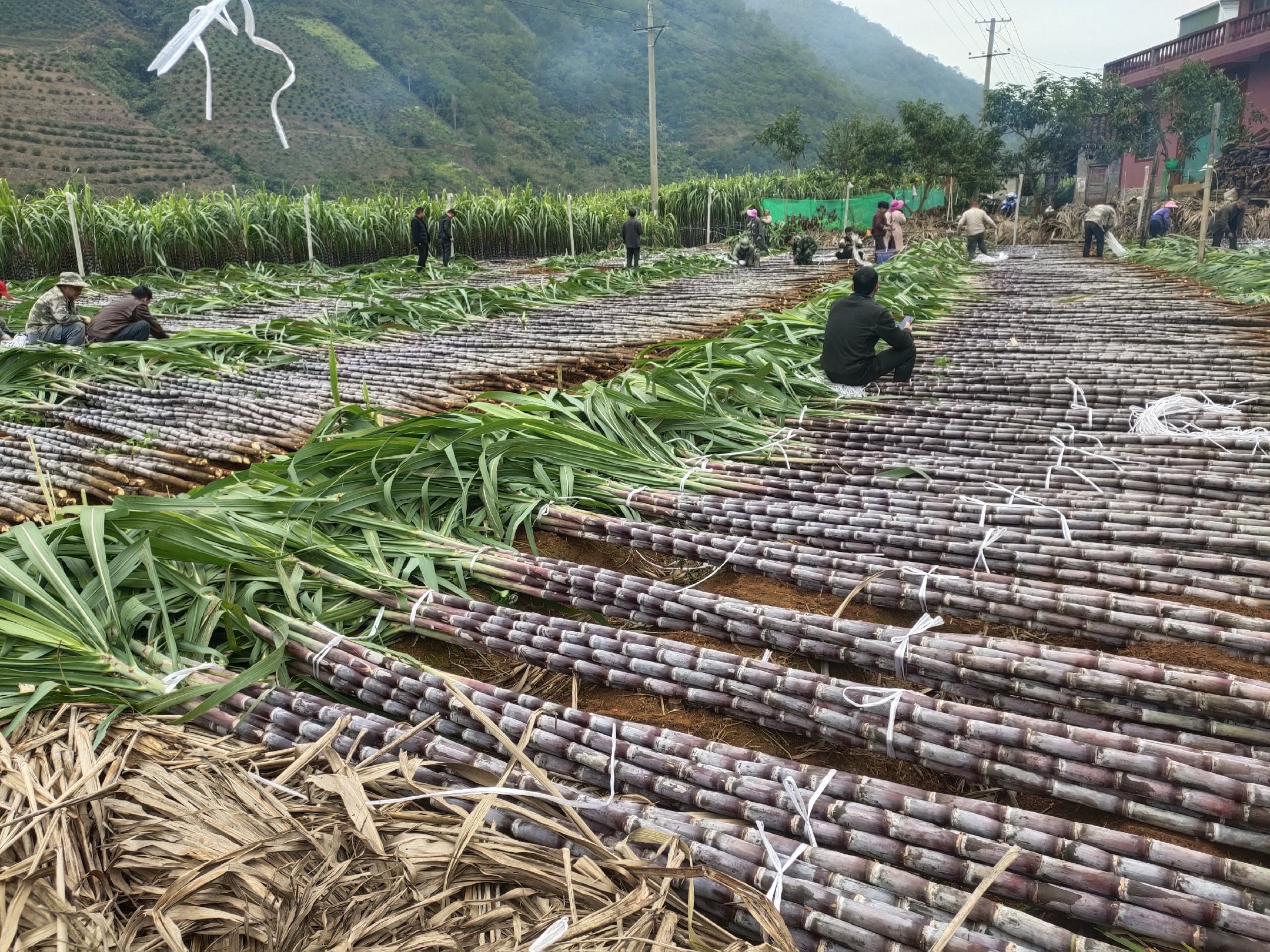 甘蔗机械化收割现场