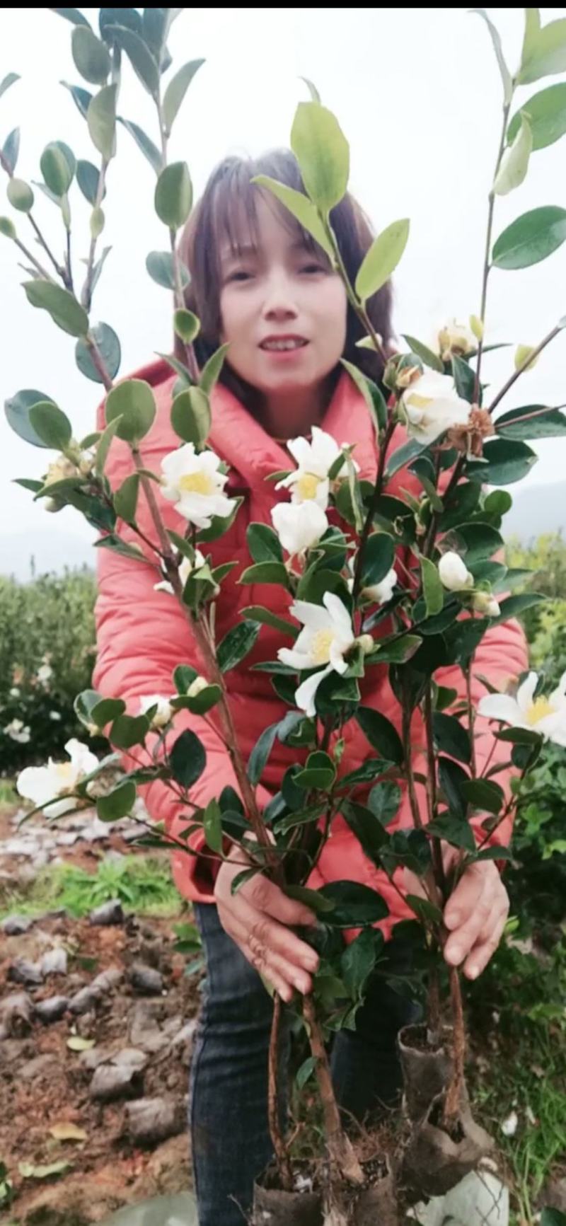 江西长林高产嫁接油茶苗茶籽树苗裸根苗杯苗皮溥果多出油率高