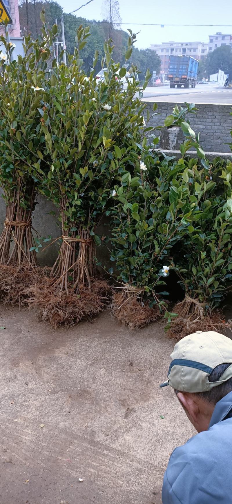 江西长林高产嫁接油茶苗茶籽树苗裸根苗杯苗皮溥果多出油率高