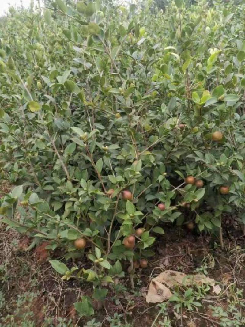 江西长林高产嫁接油茶苗茶籽树苗裸根苗杯苗皮溥果多出油率高