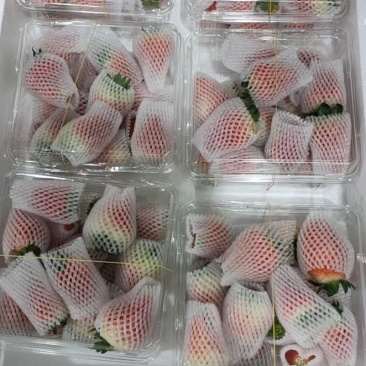 【草莓】阜阳精品天仙醉草莓大量有货现摘现发欢迎采购