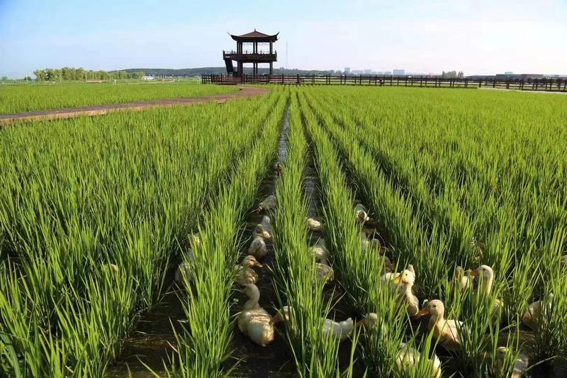 五常长粒香大米，2023新米，农户自产自销不抛光不打蜡