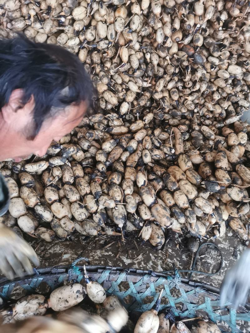 采用优质农家肥，种出的莲藕又大又圆又白，优质莲藕