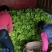 儿菜大量出售
