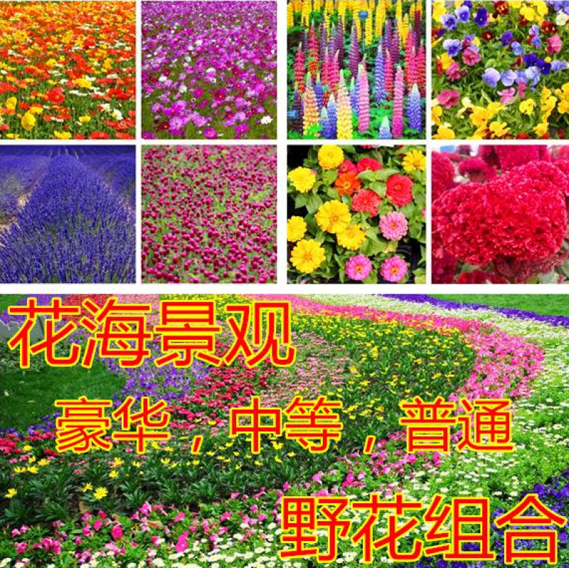 野花组合种子多年生四季开花不断花海庭院景观绿化园艺花卉
