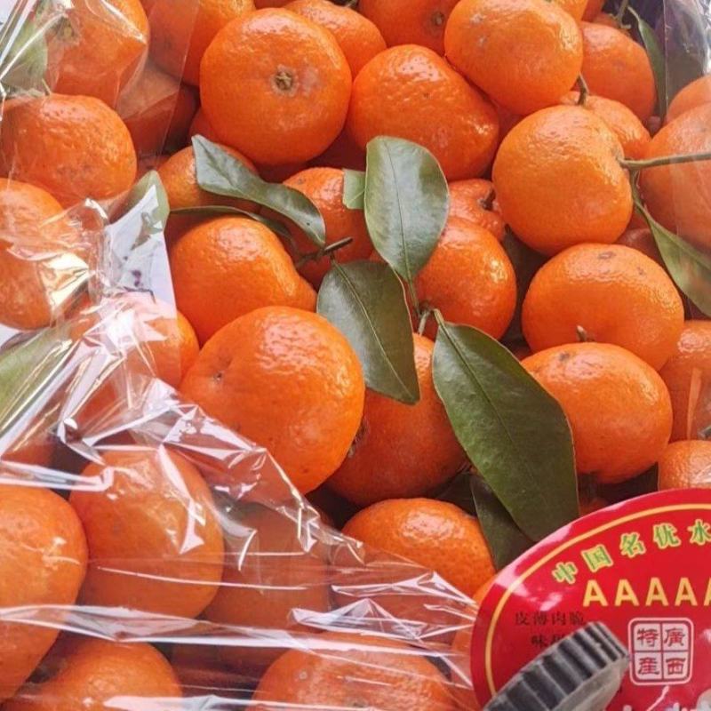 广西沙糖桔