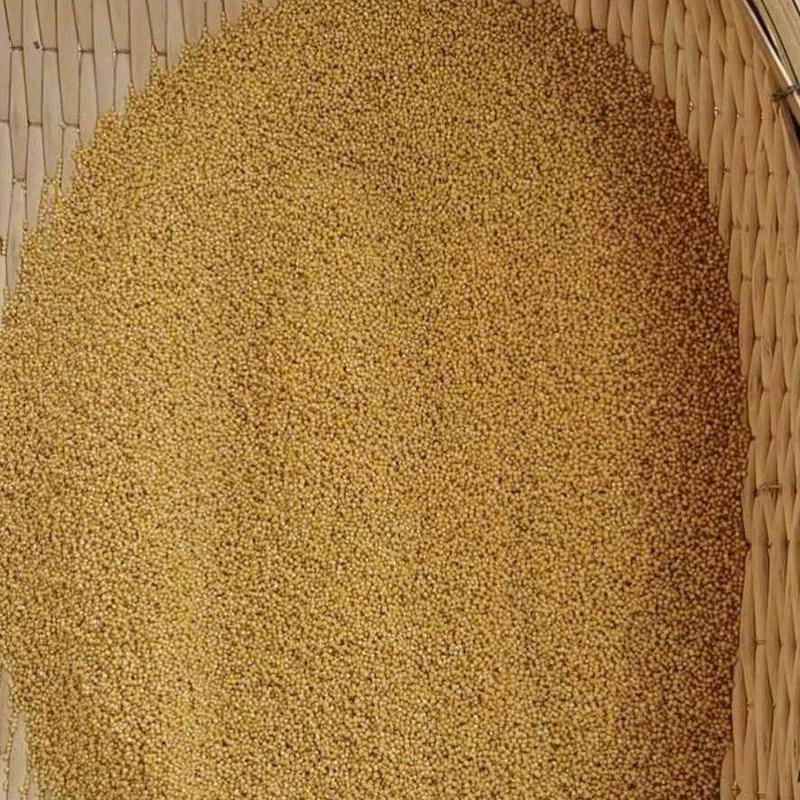 内蒙古凉城县旱田百年精品自留种子毛粮谷，黄小米月子贡米